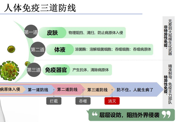 【在免疫系统里几个最重要的器官】